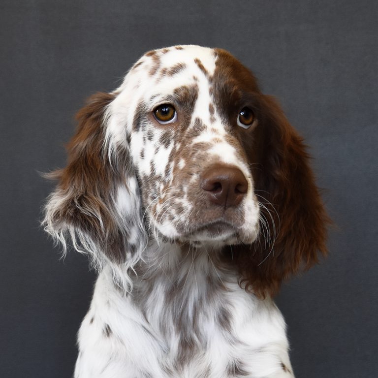 Astor our dogs.jpg